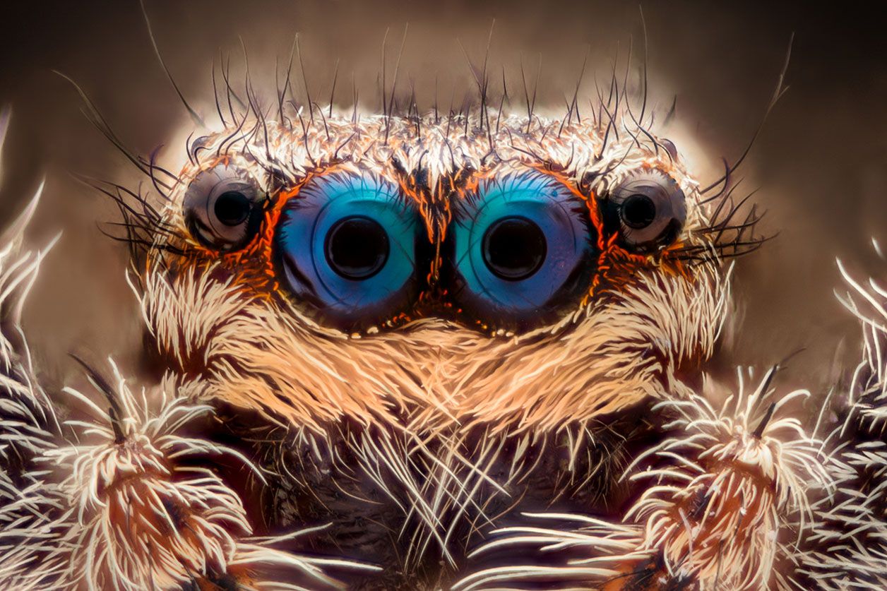 Jumping spider portrait